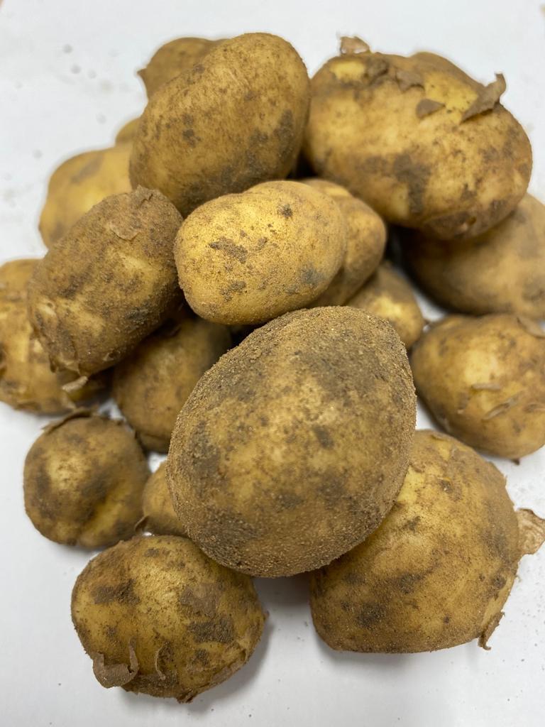 boil jersey royals