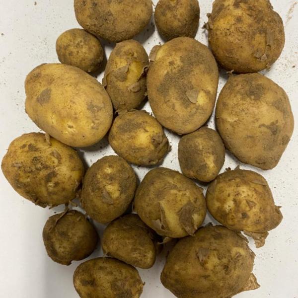 Jersey Royals