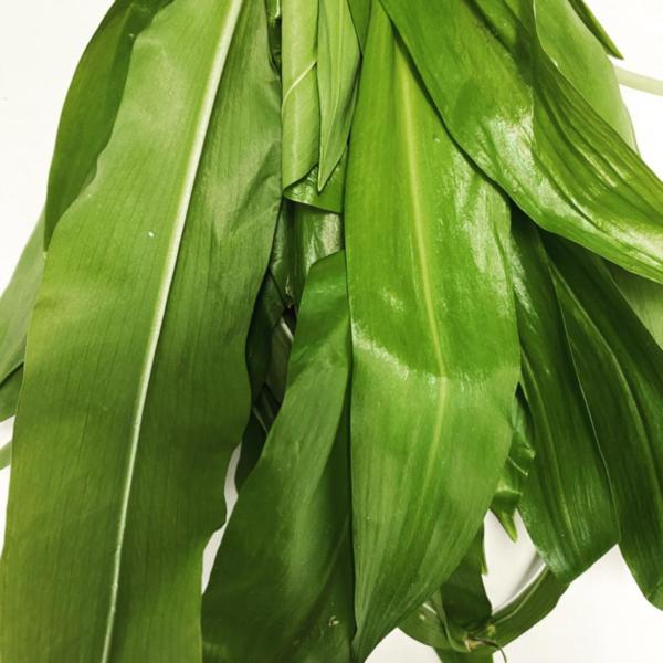 Wild Garlic