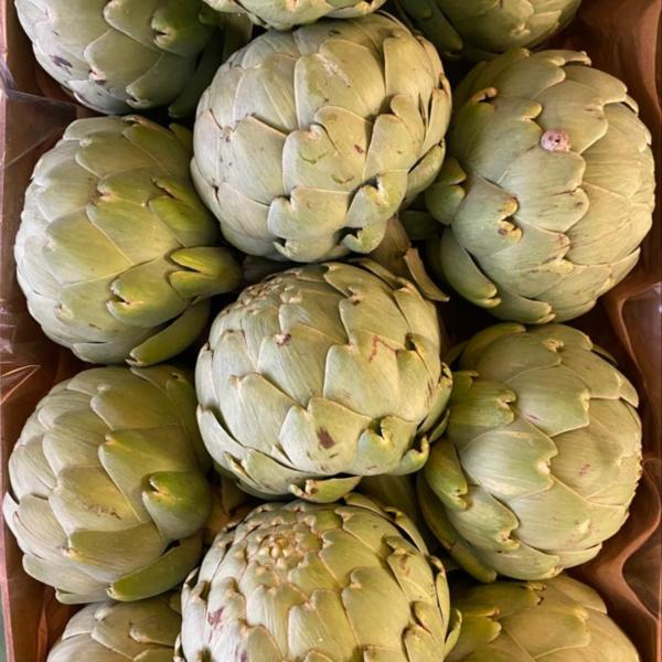 Globe Artichoke